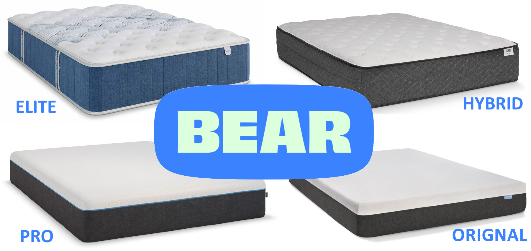 Bear gallery thumbnail 3